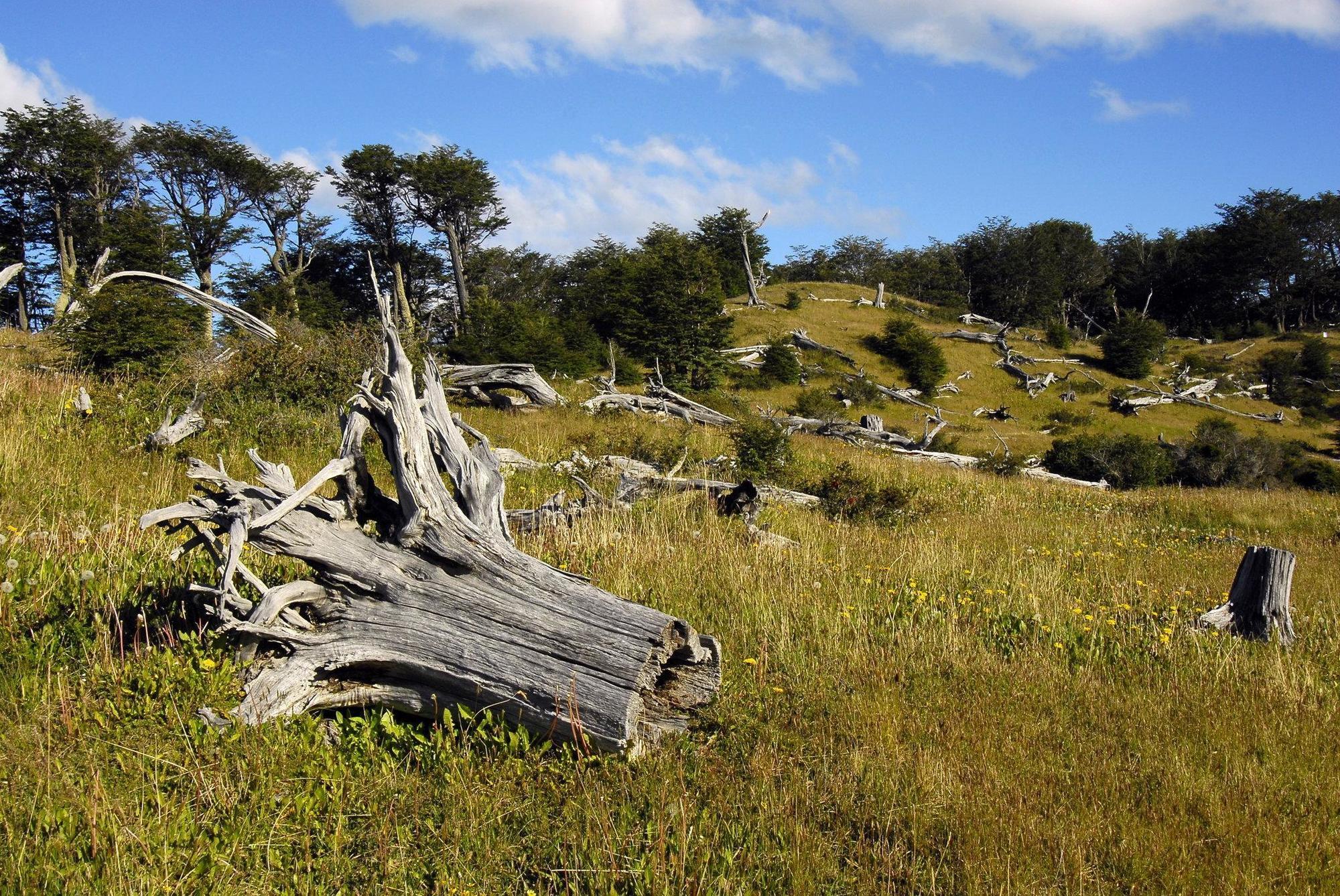 Arakur Ushuaia Resort&Spa Bagian luar foto The park's landscape